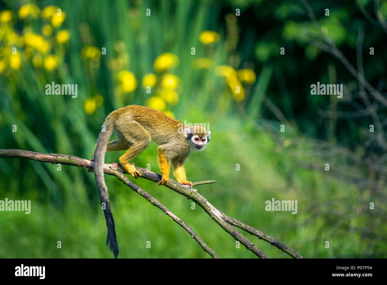 Common squirrel monkey walking on a tree branch Stock Photo