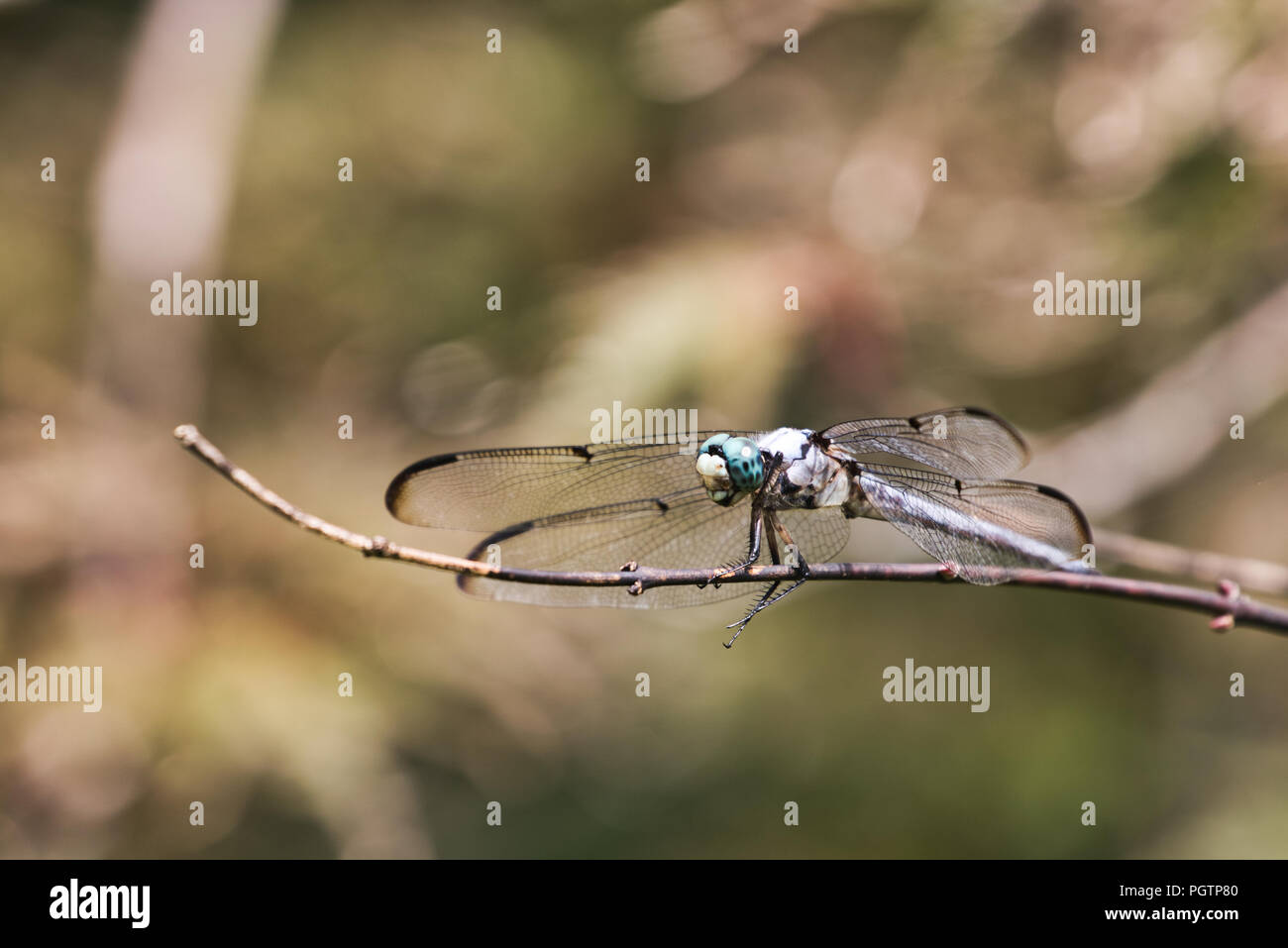 Dragonfly resting on tree branch Stock Photo