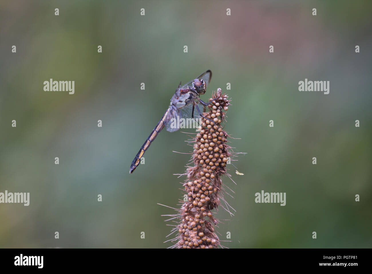 Dragonfly resting on plant Stock Photo - Alamy