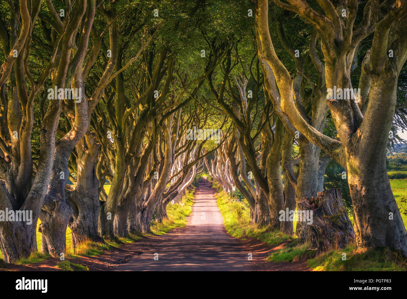 The Dark Hedges In Northern Ireland At Sunset Stock Photo Alamy