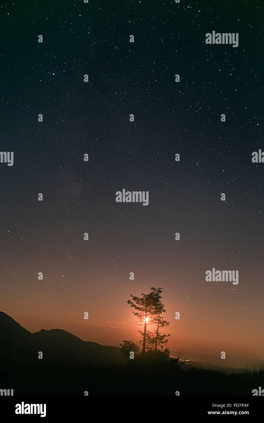 Pine tree silhouette and sky with stars after sunset in the Carpathian ...