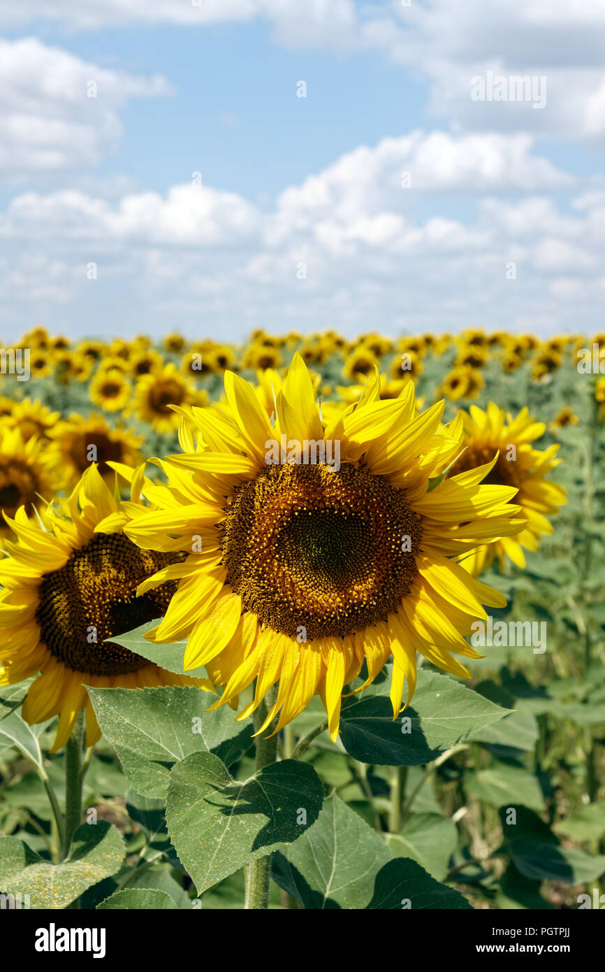 Field of blooming sunflowers on a background cloudy blue sky at bright ...