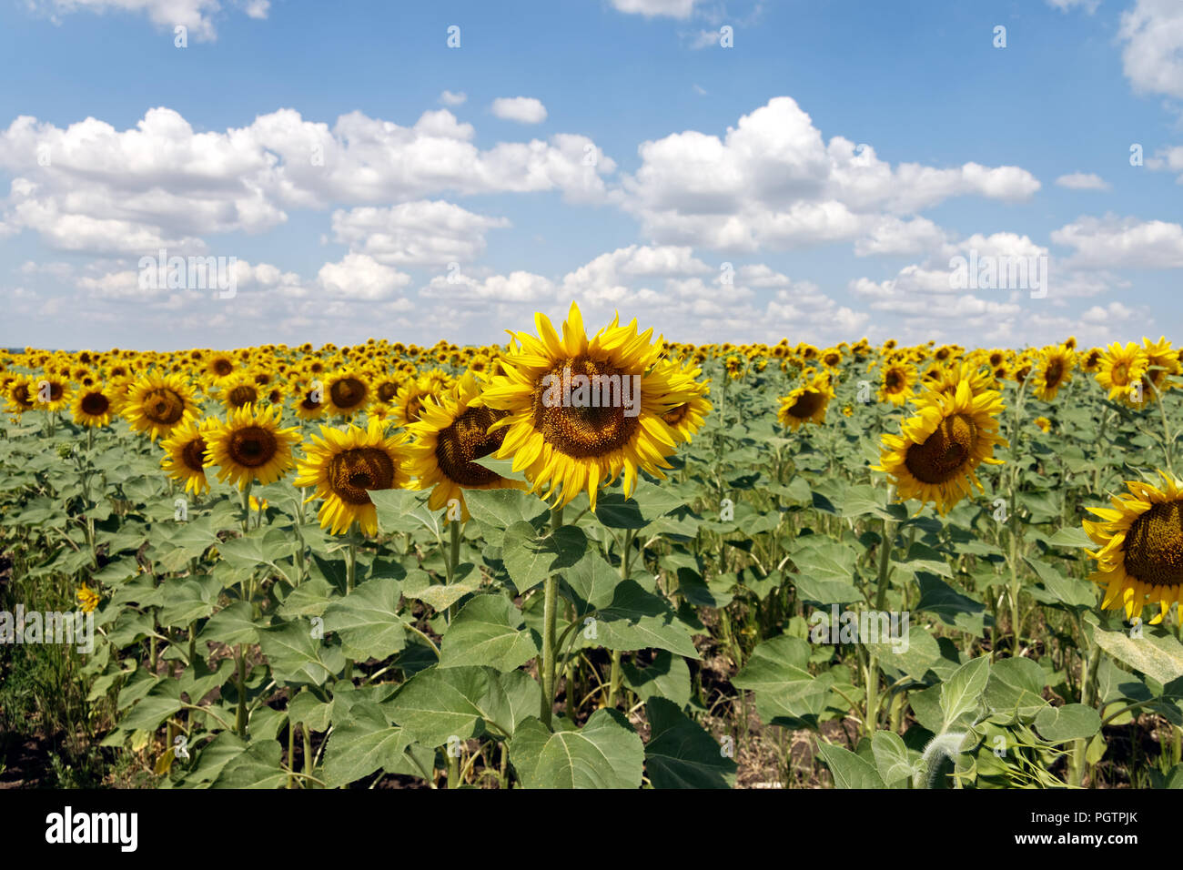 Field of blooming sunflowers on a background cloudy blue sky at bright ...
