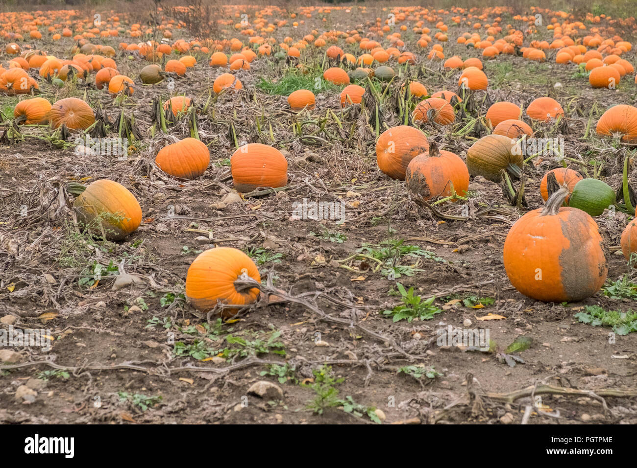 A farmers field in Stouffville Ontario Canada containing many large ripe pumpkins ready for harvest. Stock Photo