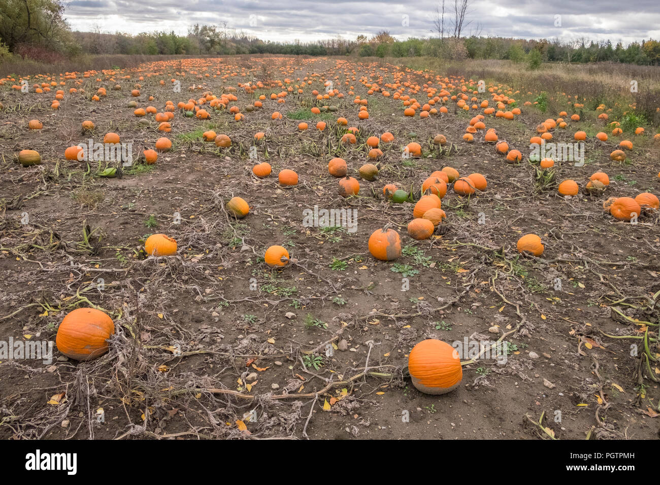 Bright orange pumpkins dot a farmers field in Stouffville Ontario Canada. Stock Photo