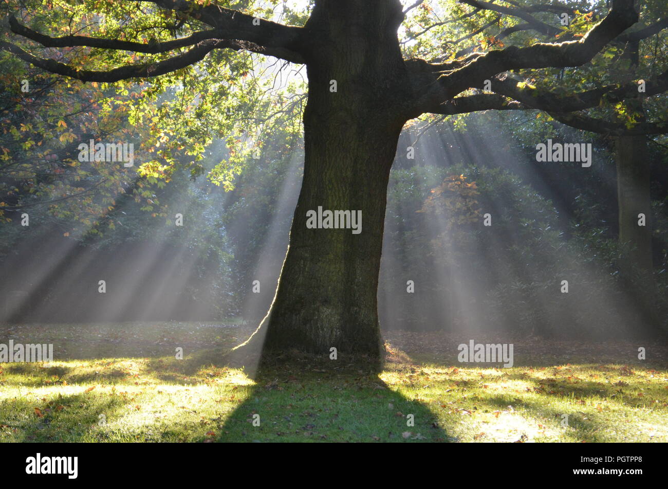 Sunight in the woods hi-res stock photography and images - Alamy