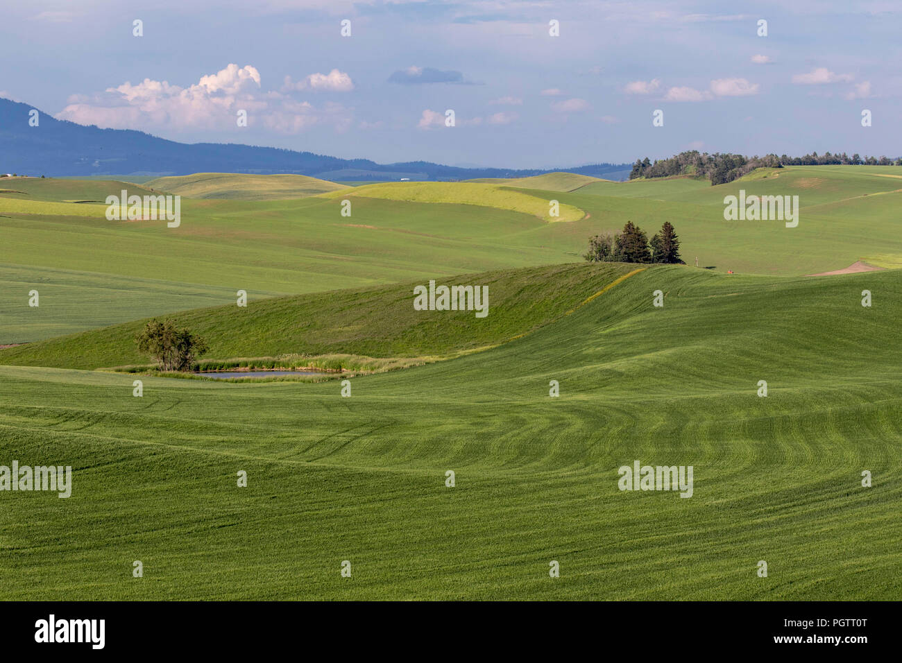 Farm land with beans and crops in the palouse region of Washington