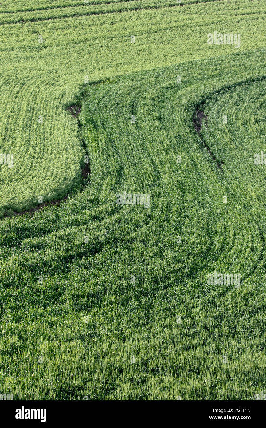 Pattern of garbanzo beans planted in Pullman Washington Stock Photo Alamy