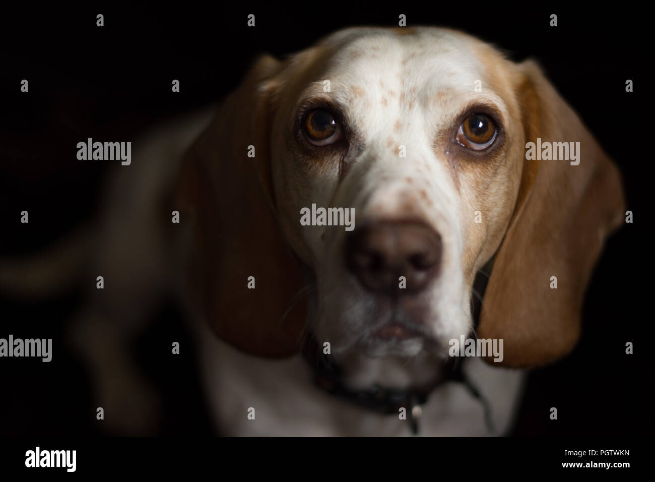 White and tan meduim sized dog with big brown eyes sitting in front of a black back ground Stock Photo