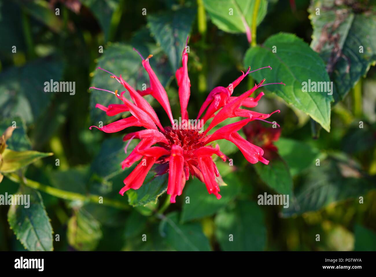 Red flowers of bee balm monarda Stock Photo