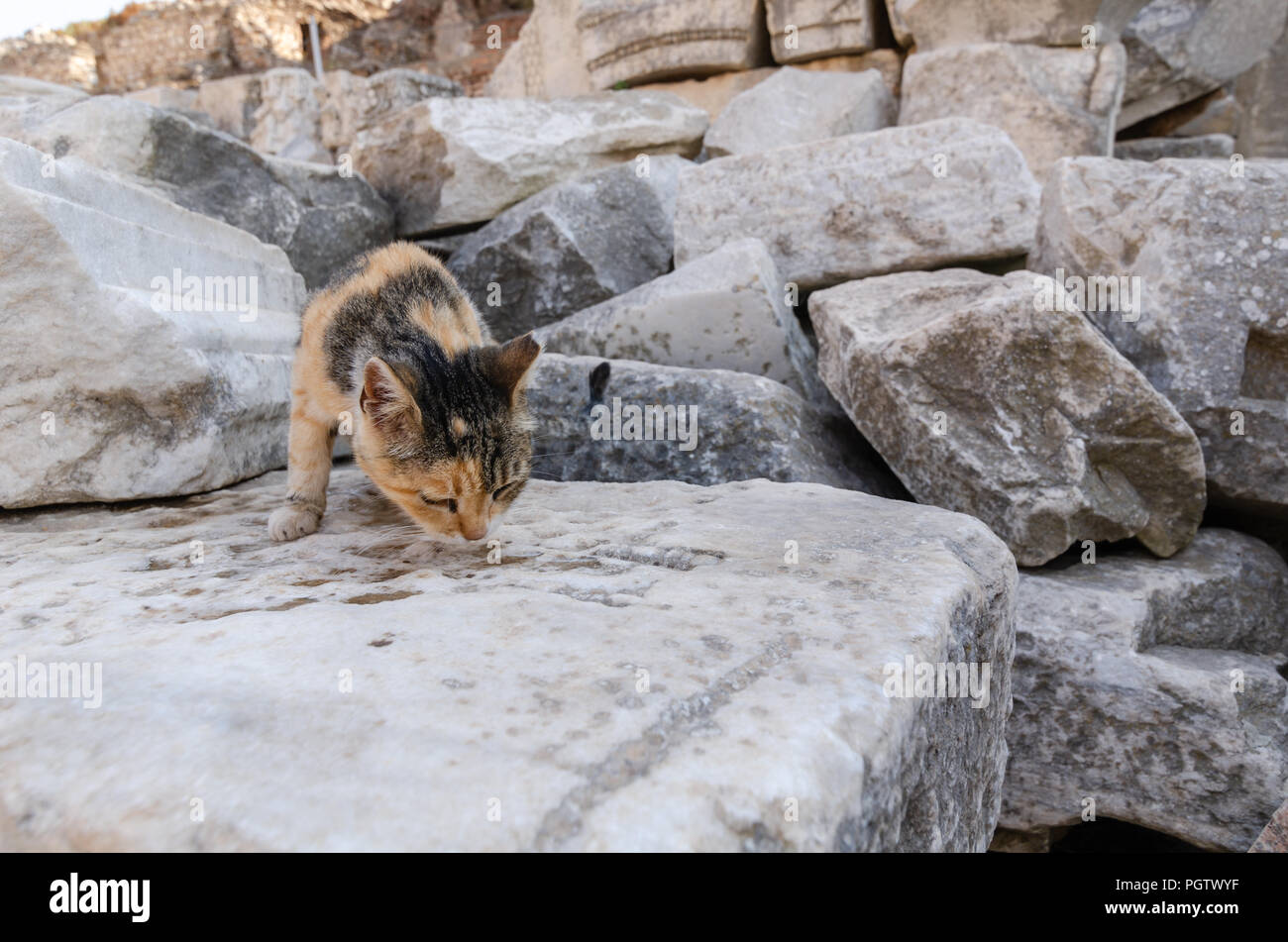 The cat is drinking water from the stones on old ruins in Ephesus Turkey Stock Photo