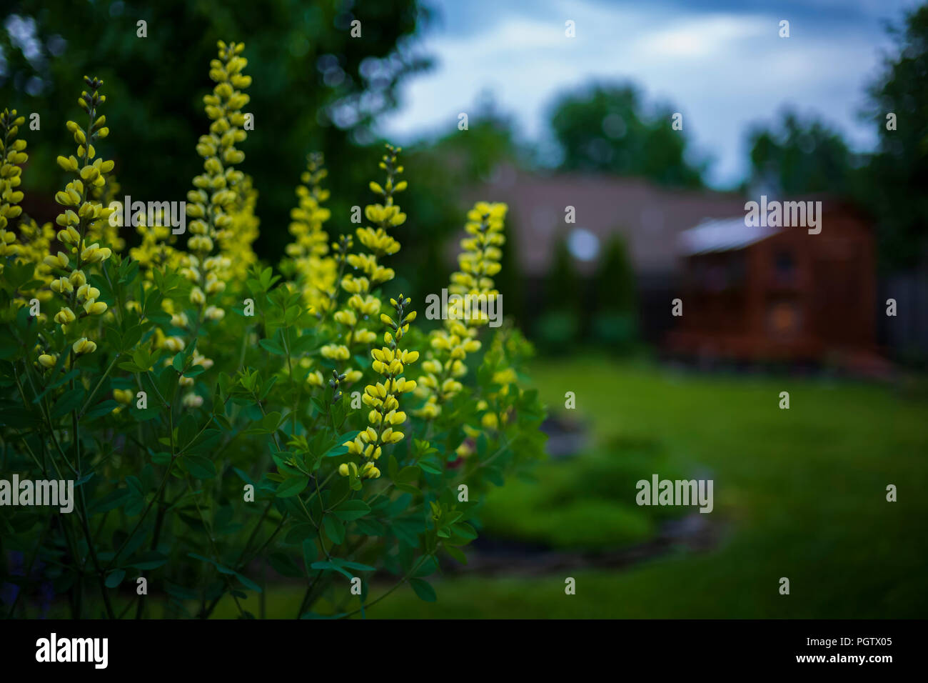Baptisia blooming in the last spring. Stock Photo