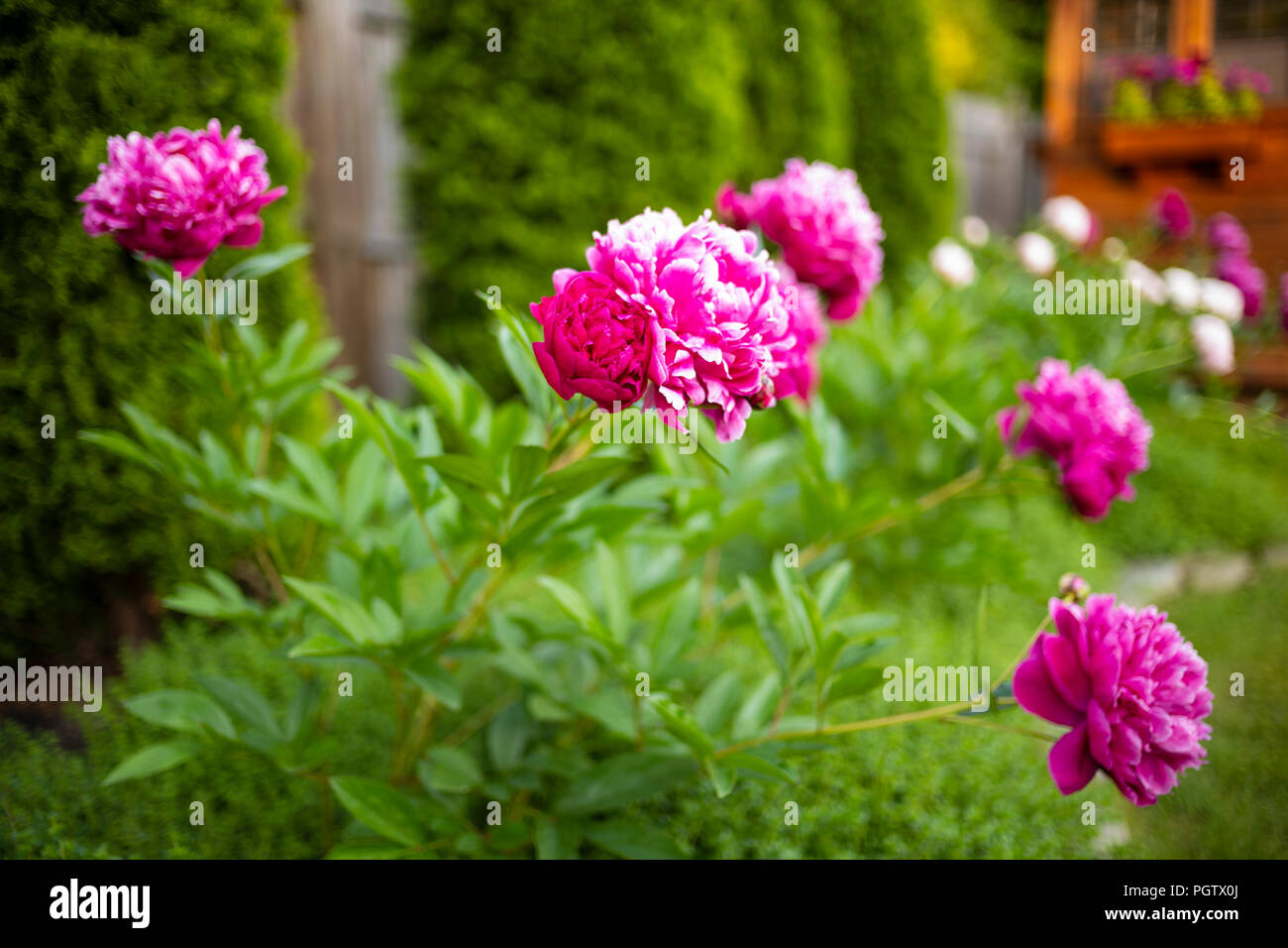 Flowers blossom flourish blossoms flourishes hires stock photography