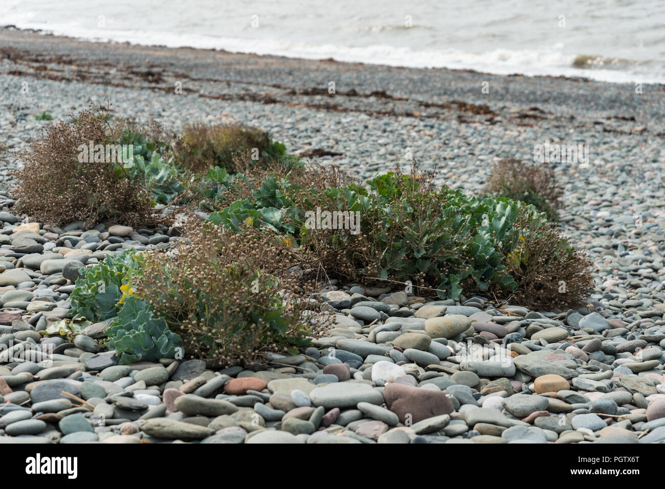 Wild clump of the herbaceous perennial vegetable, Sea Kale, growing on the shingle beach on the west of Walney Island in Cumbria, England, UK. Stock Photo