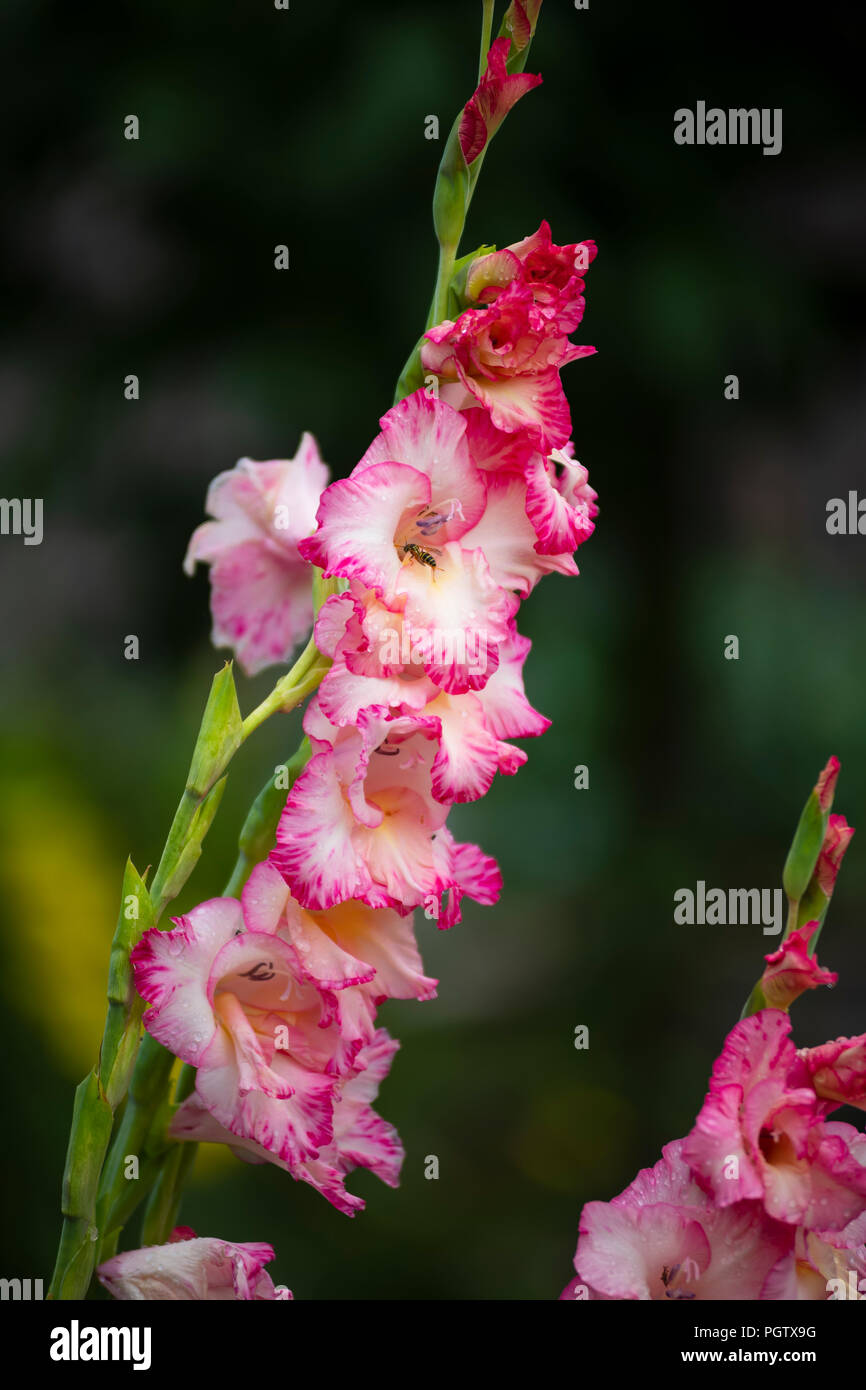 A gladiola blossoms in the late summer. Stock Photo