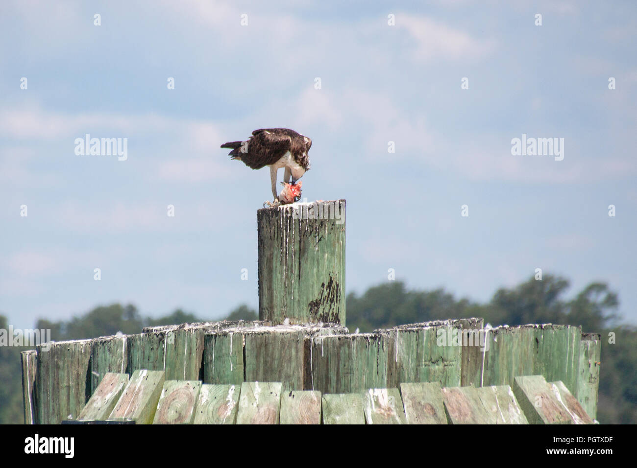 Osprey (disambiguation) eating a fish on a pilon along The James River near the Jamestown-Scotland Ferry, Virginia. Stock Photo