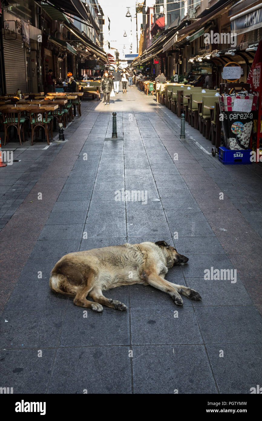 Dog istanbul hires stock photography and images Alamy