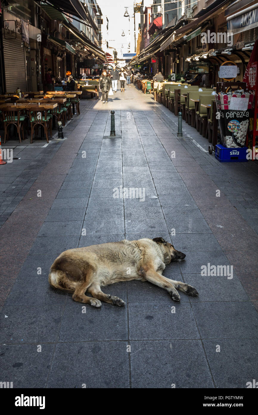 ISTANBUL, TURKEY - DECEMBER 27, 2015: Strau dog sleeping and having a nap in the middle of a pedestrian street of the Asian district of Kadikoy, in Is Stock Photo