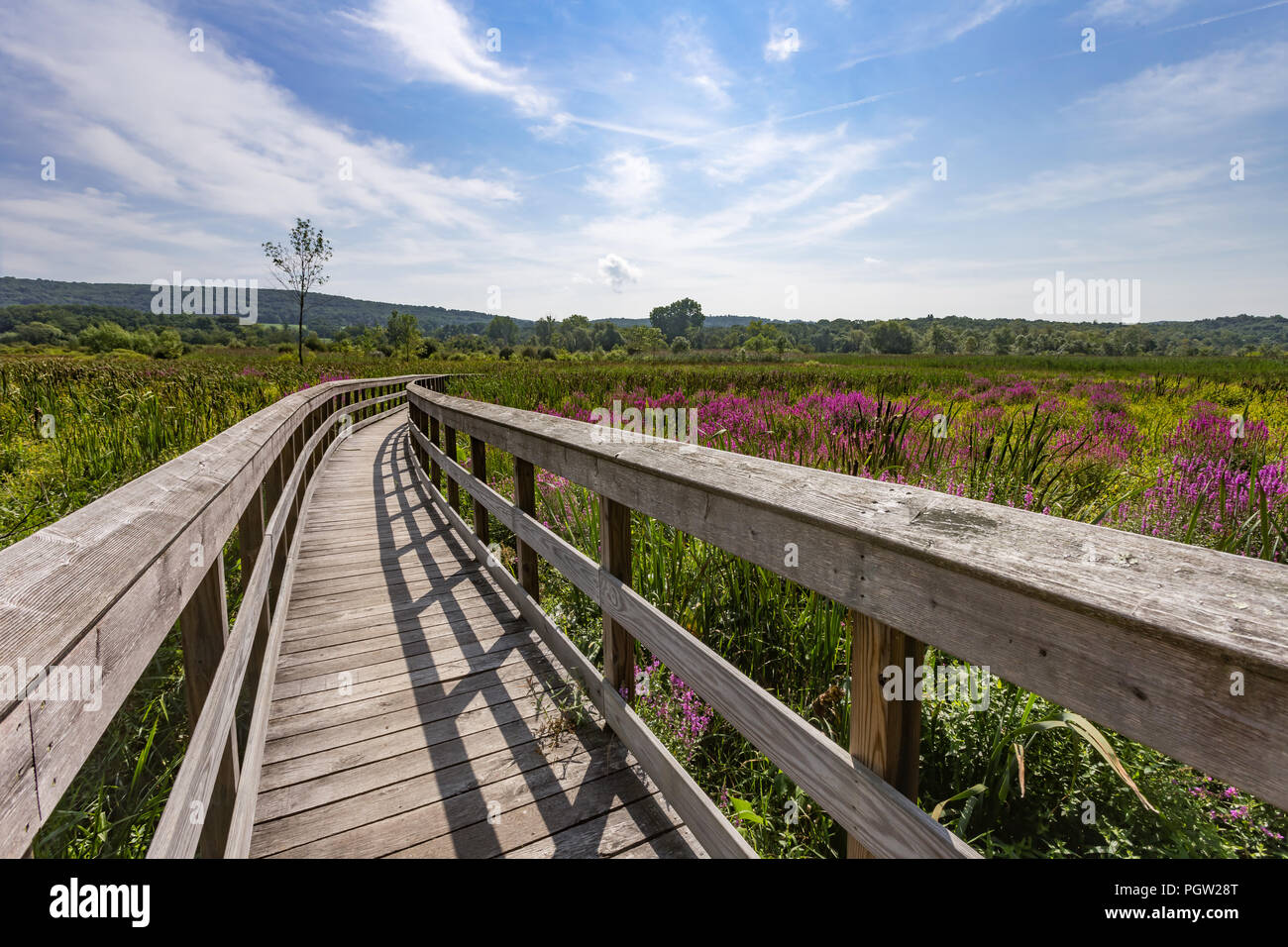 Section of the Appalachian Trail boardwalk in Pawling, New York Stock Photo