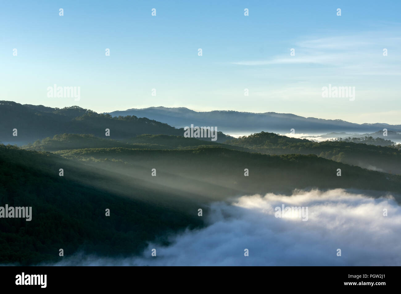 Best of background pine forest with fog and sun rays Stock Photo - Alamy