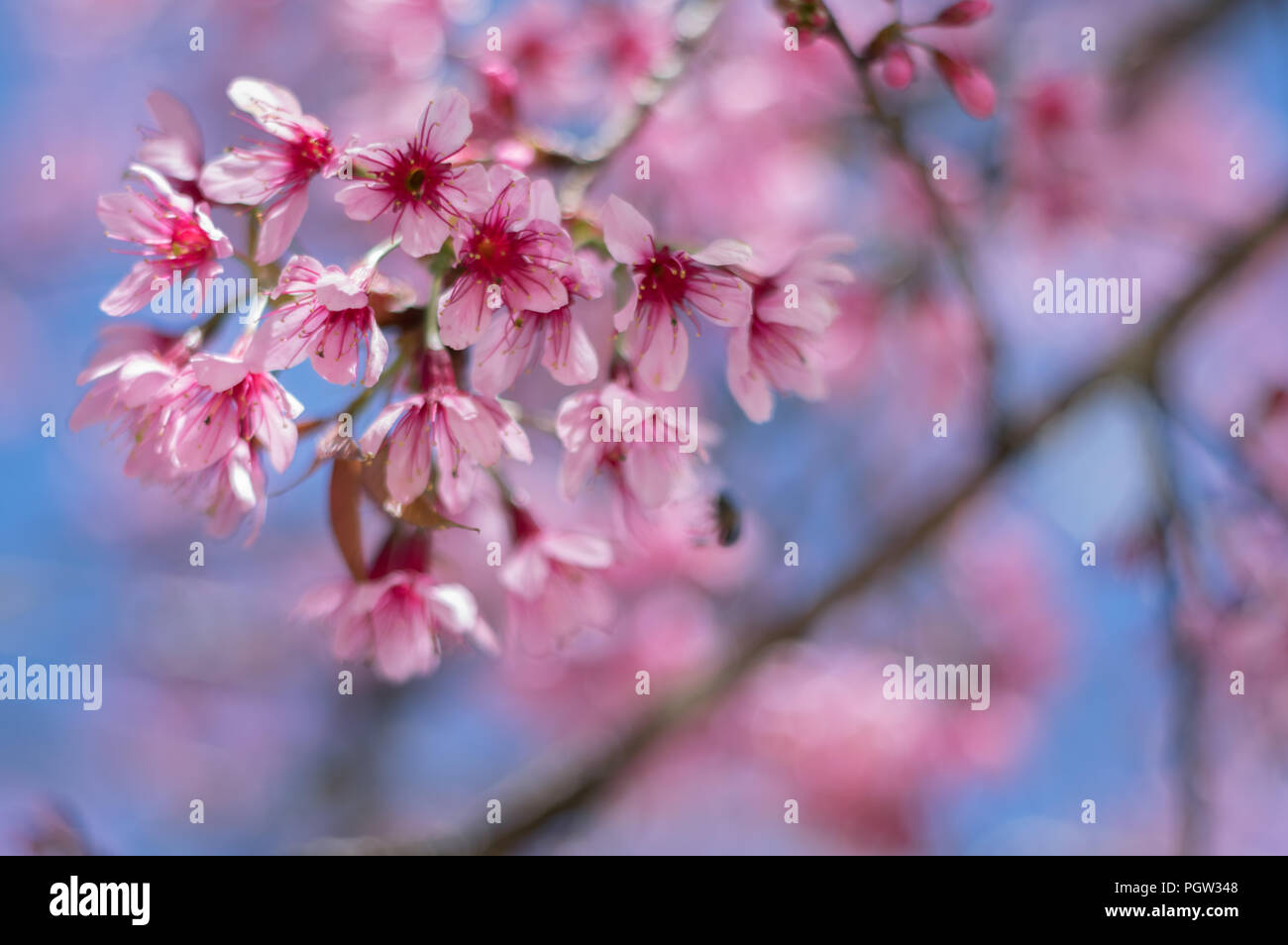 Background with blossom flowers, This is not the type of cherry