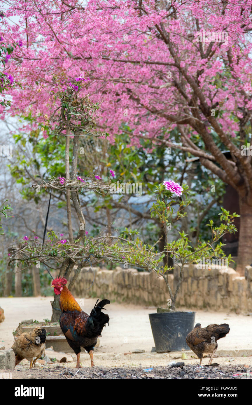 Background with blossom flowers, This is not the type of cherry blossoms often seen. Its scientific name is Prunus cerasoides, it grow in East Asia Stock Photo