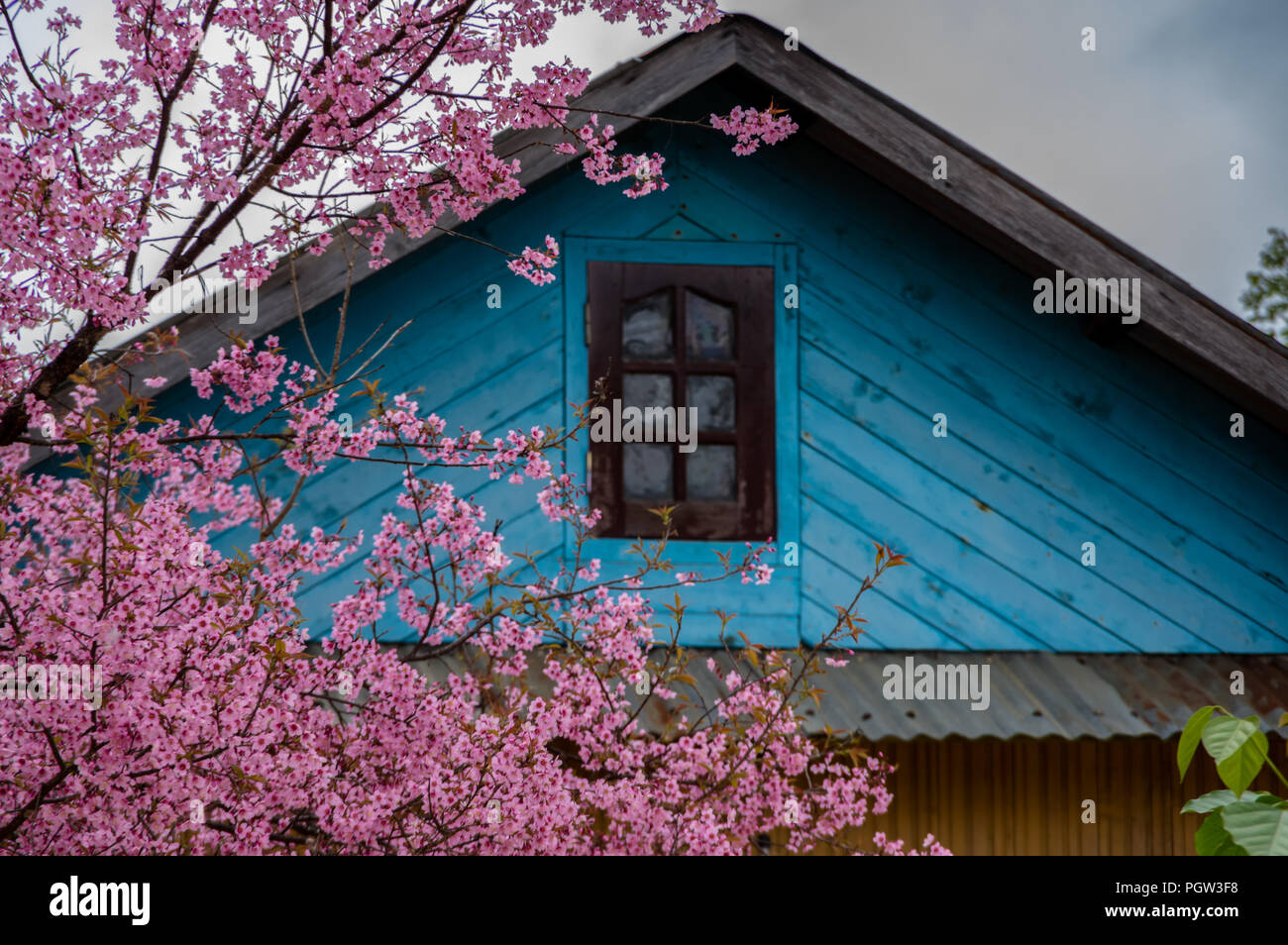 Background with blossom flowers, This is not the type of cherry blossoms often seen. Its scientific name is Prunus cerasoides, it grow in East Asia Stock Photo