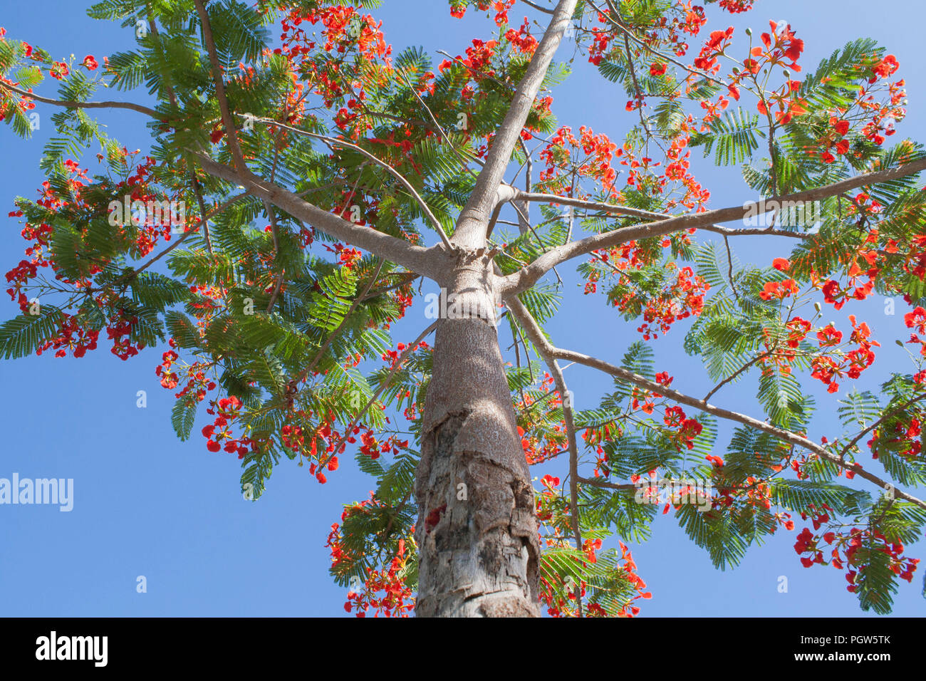 background nature colorful flowers Stock Photo - Alamy