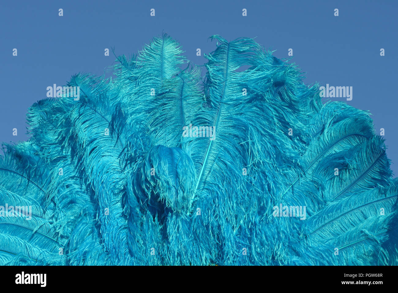 Ostrich feathers production hi-res stock photography and images - Alamy