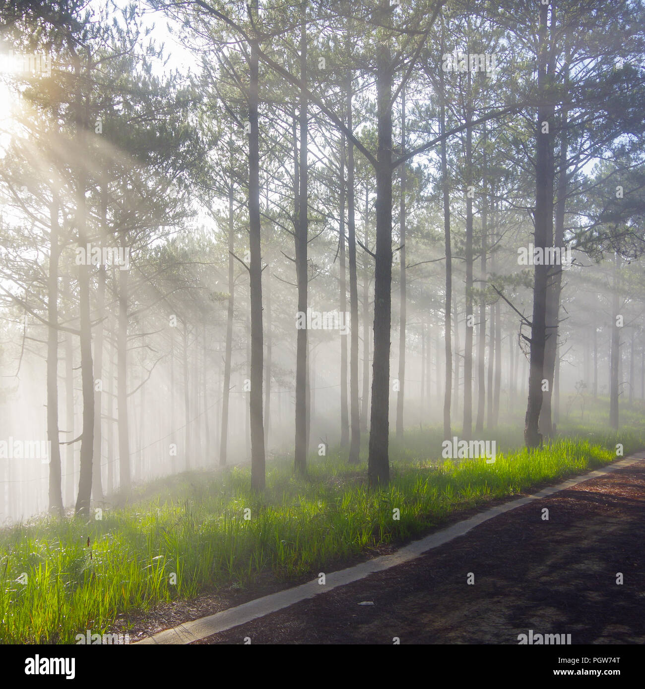 Best of background pine forest with fog and sun rays Stock Photo