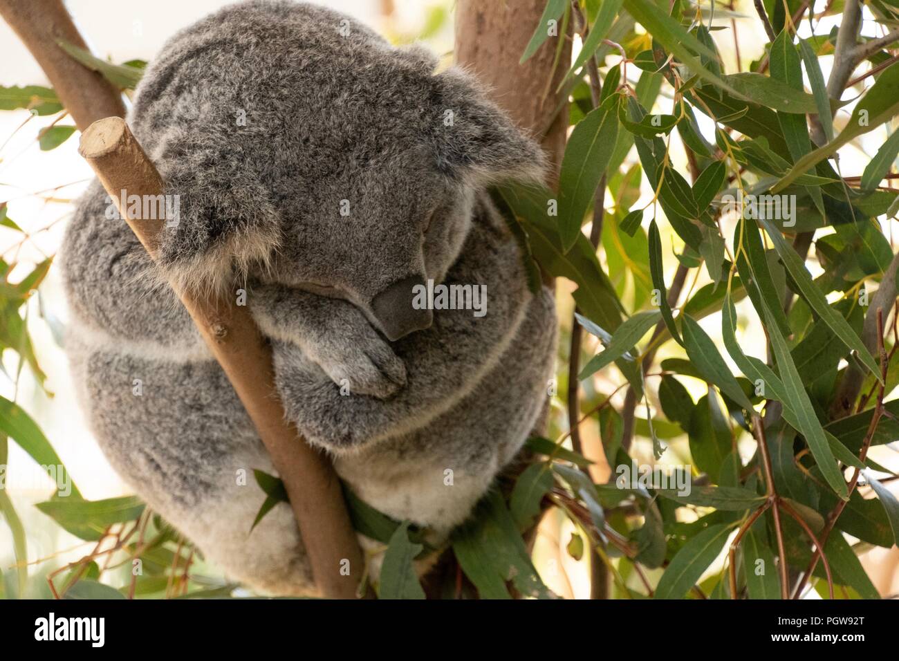 Koalas on Eucalyptus tree Stock Photo Alamy