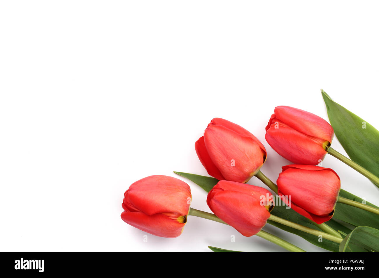 Beautiful red tulips on white background with copy space for text. Top ...