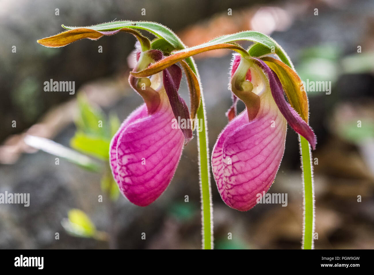 A close up shot of two pink lady's slippers, a wildflower found in the New River Gorge in West Virginia. Stock Photo