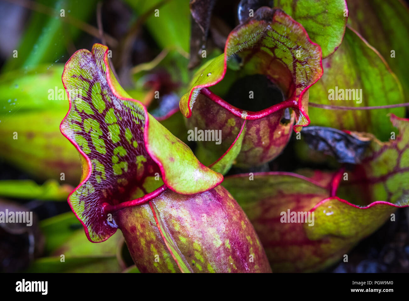 Close up of the carnivorous pitcher plants found in the bog of the Cranberry Glades area of West Virginia. Stock Photo