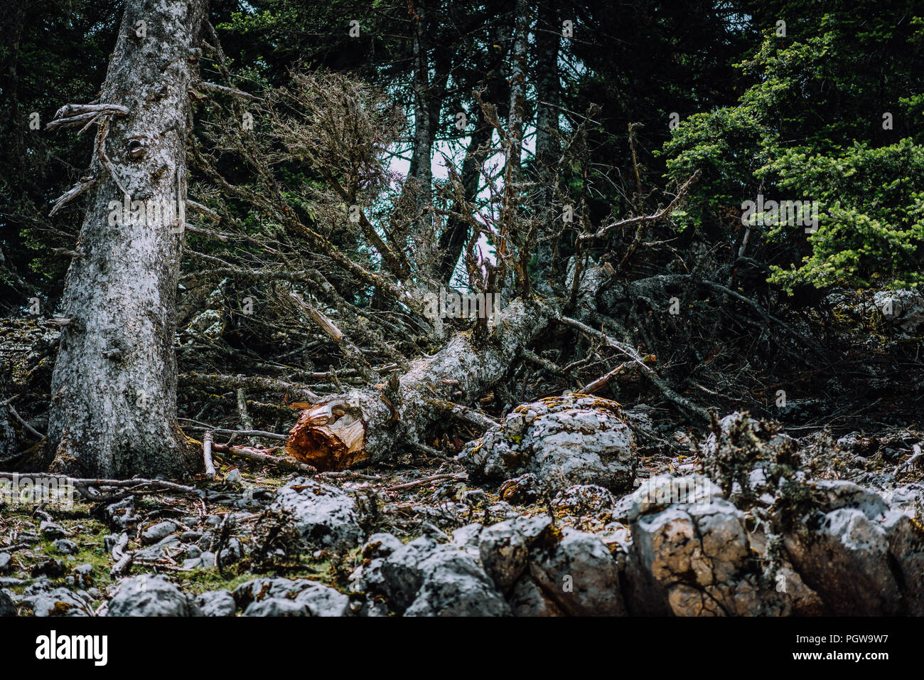 Virgin forest on Kefalonia island. National park with endemic pine trees Stock Photo