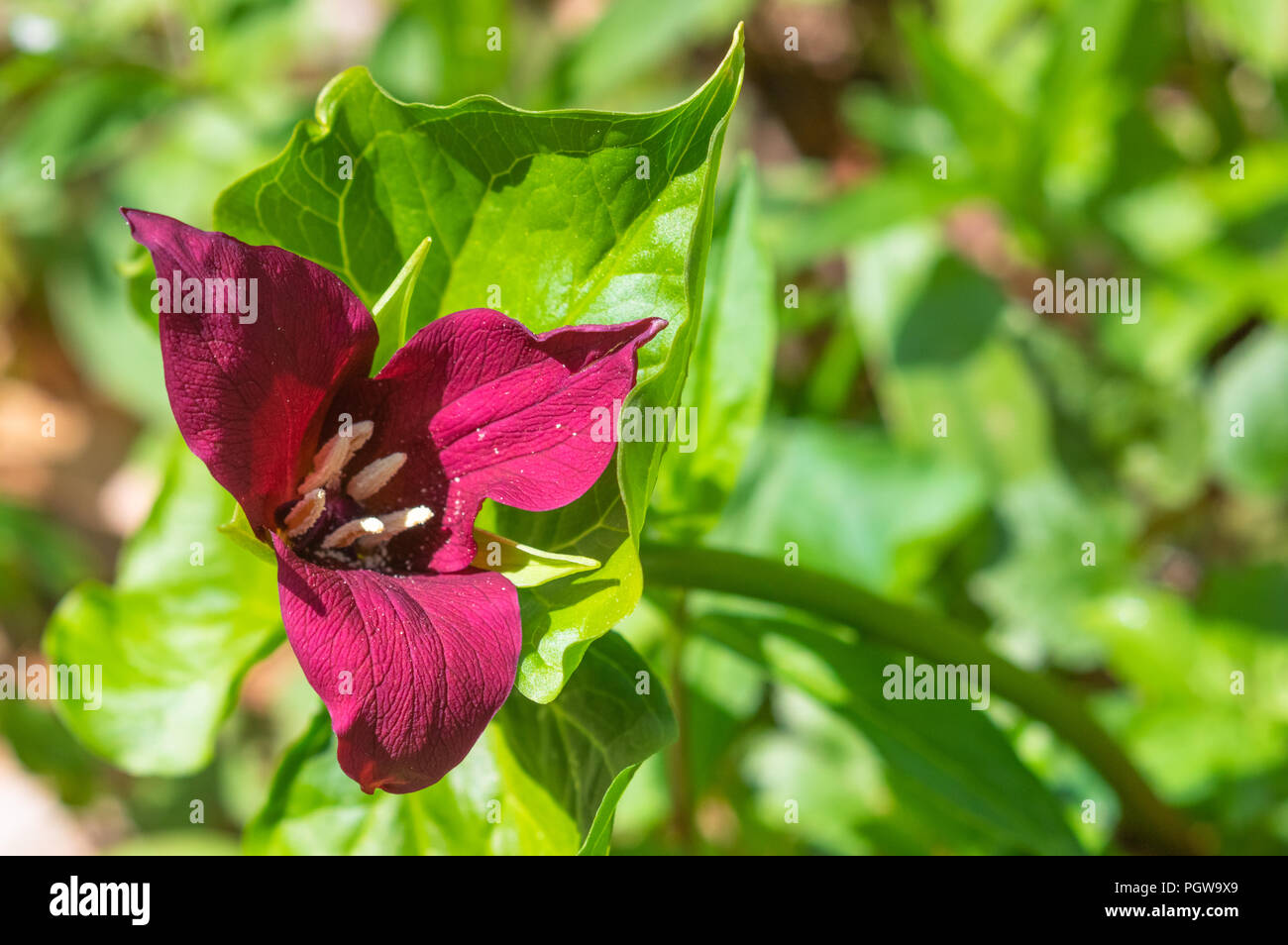 Close up shot of a single wild red trillium flower in West Virginia, surrounded by green. Stock Photo