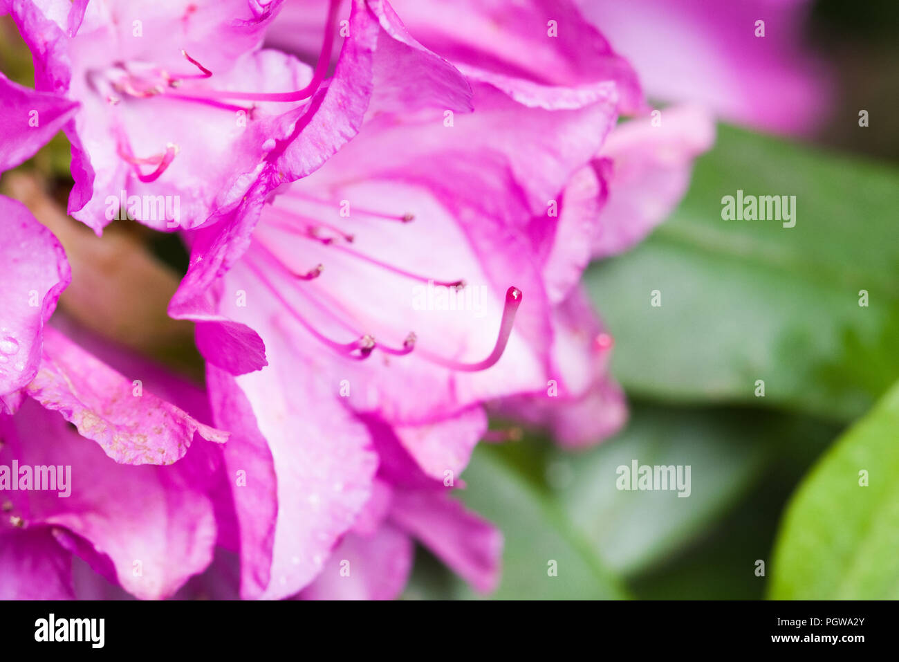 Pink flowers up close hi-res stock photography and images - Alamy