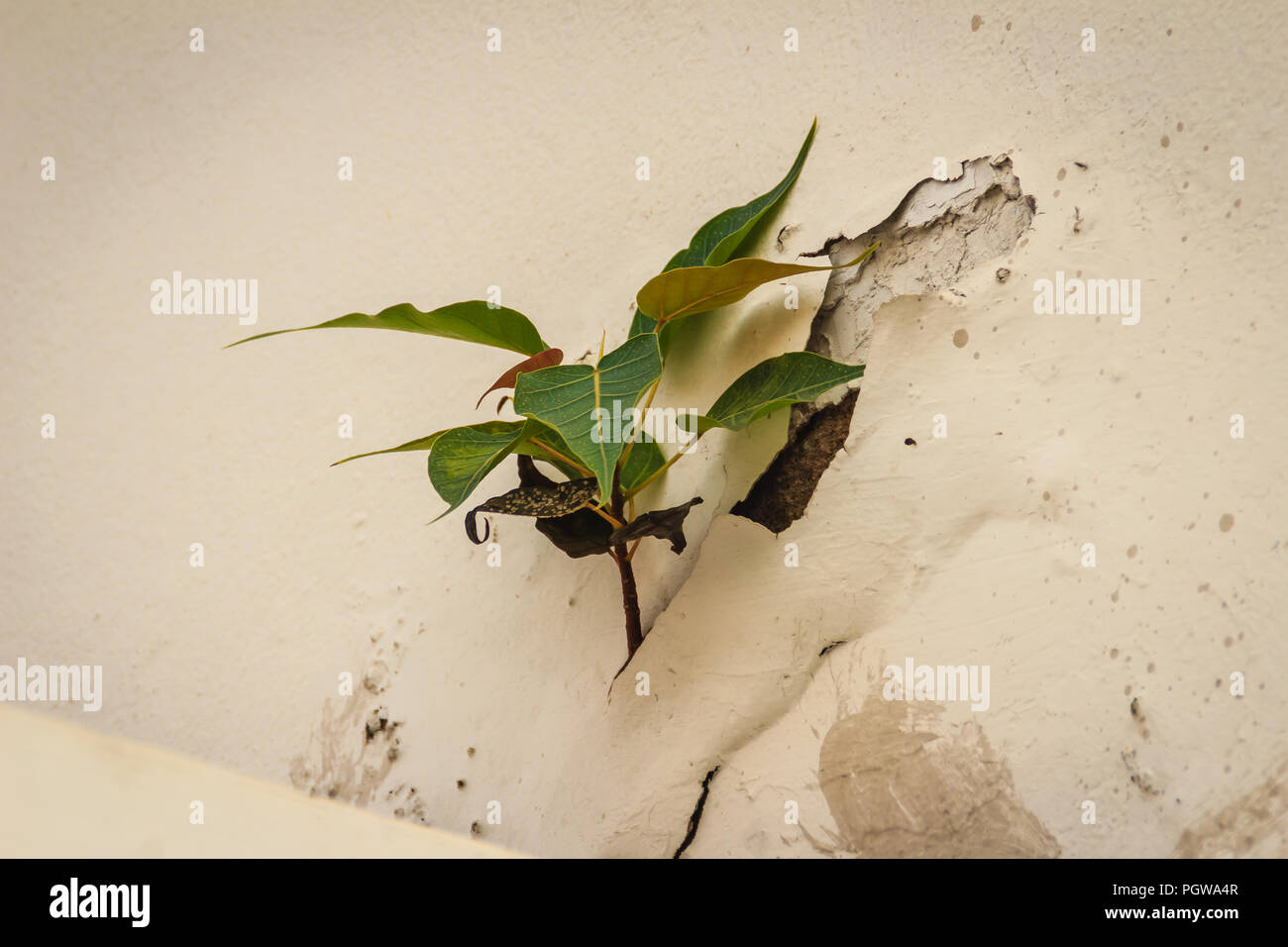 Tree Roots Collapsed Wall Tree root growing brick wall hi-res stock photography and images - Alamy