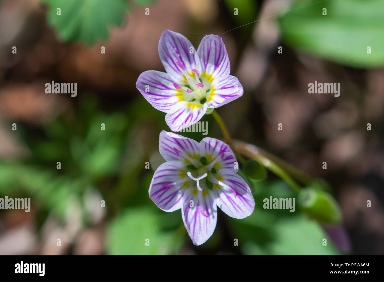 Close up shot of two spring beauty wildflowers taken in West Virginia. Stock Photo