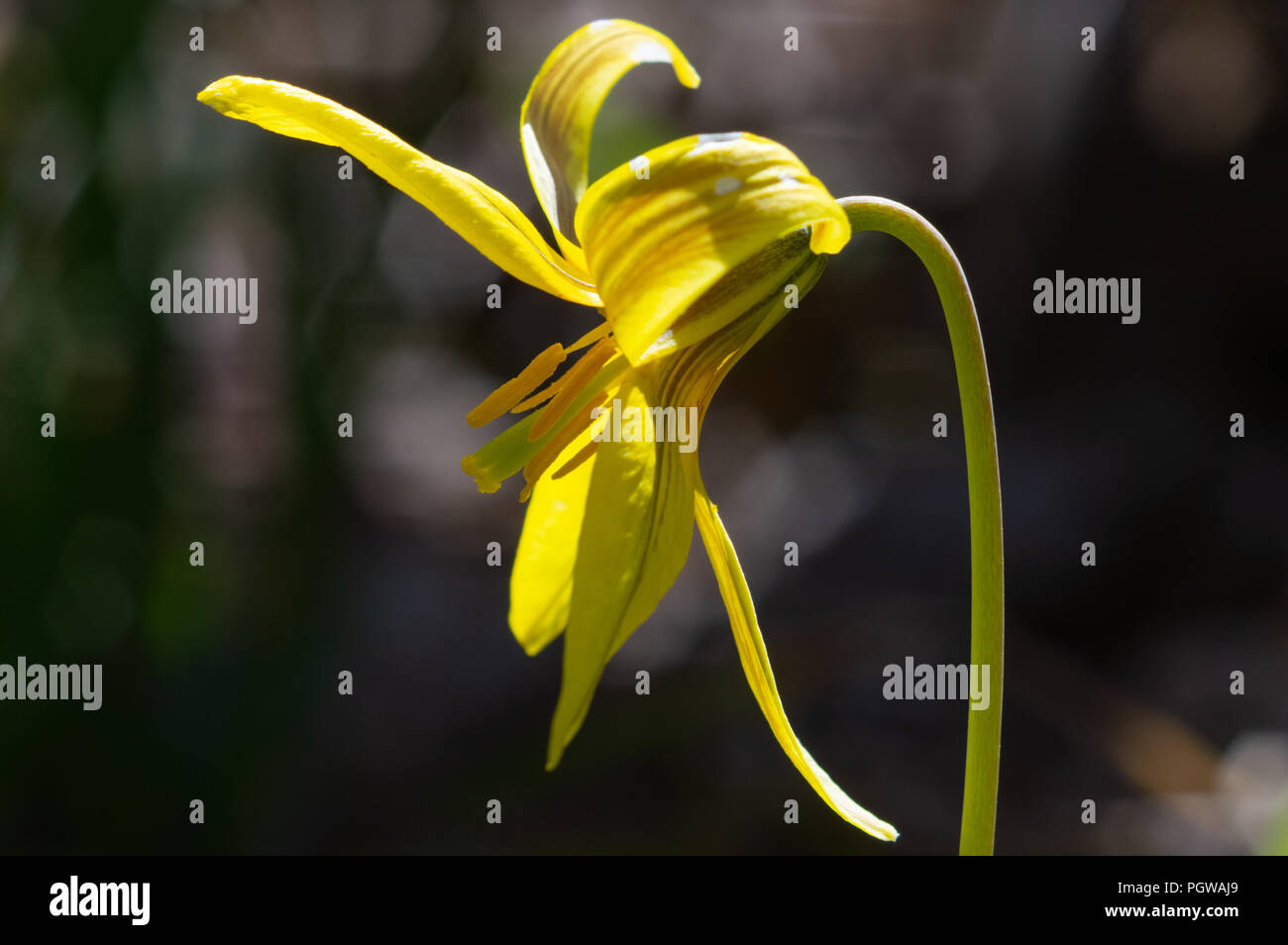 Close up side view shot of a yellow wildflower, trout lily, against a dark background Stock Photo