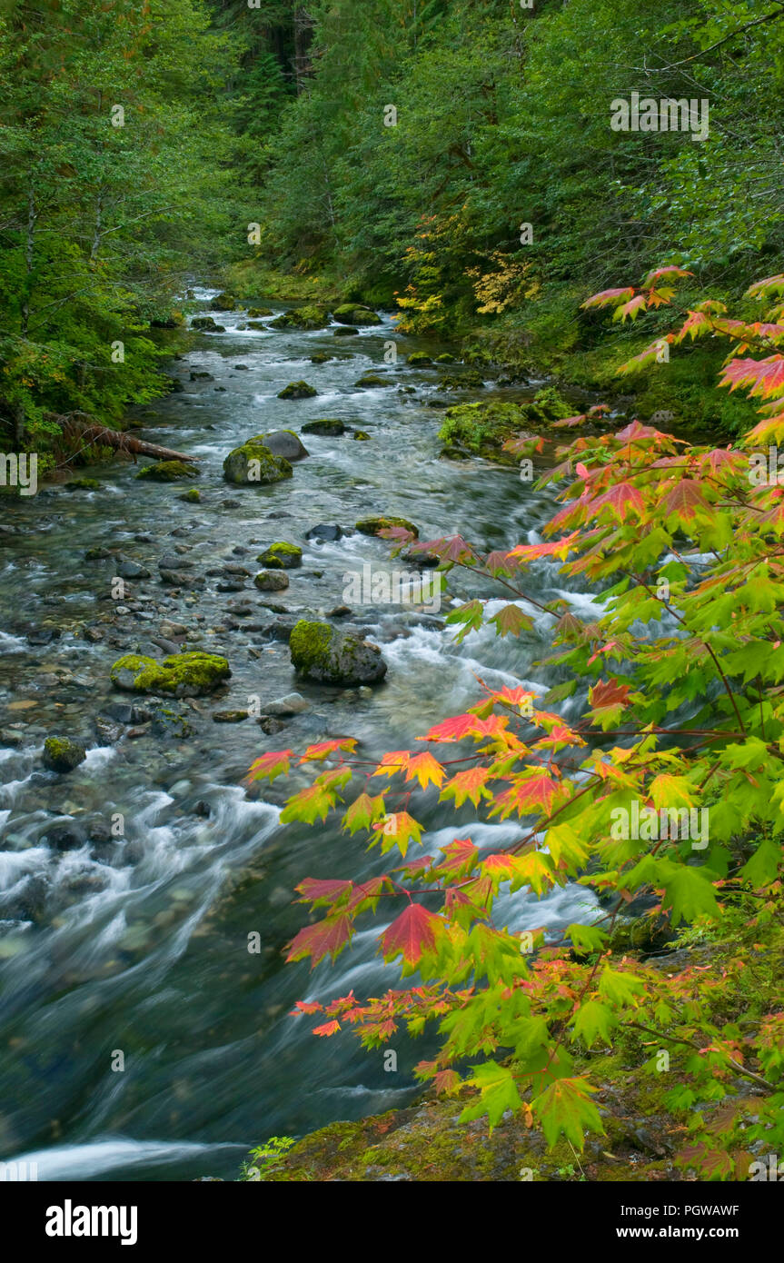 Little North Fork Santiam River State Scenic Waterway, Opal Creek