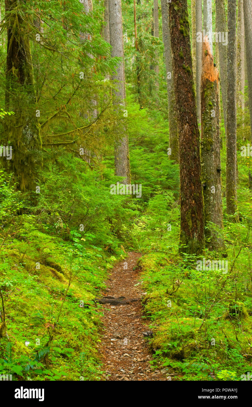 Opal Creek Trail, Opal Creek Scenic Recreation Area, Willamette National Forest, Oregon Stock Photo