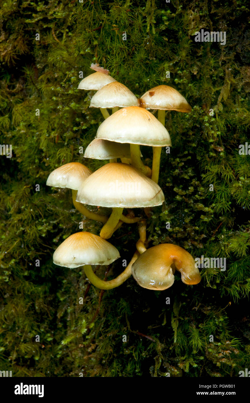 Mushroom, Opal Creek Scenic Recreation Area, Willamette National Forest, Oregon Stock Photo