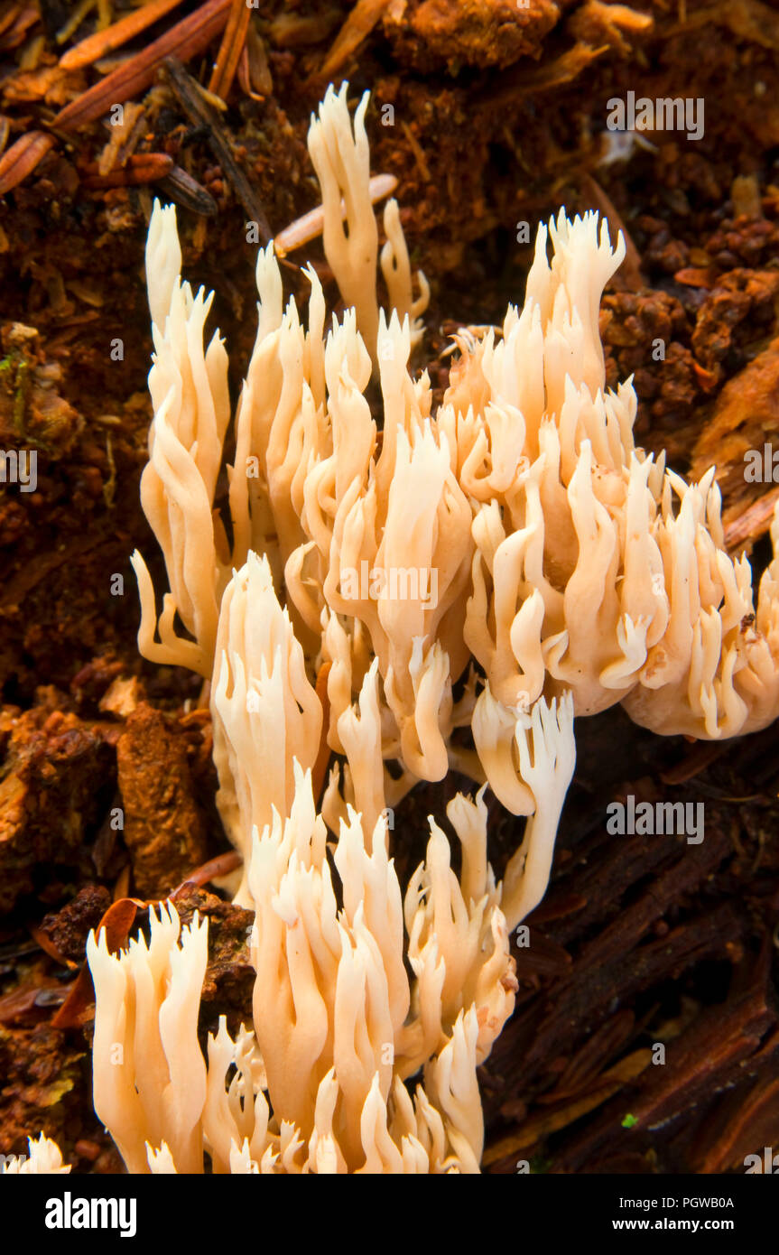 Mushroom, Opal Creek Scenic Recreation Area, Willamette National Forest, Oregon Stock Photo