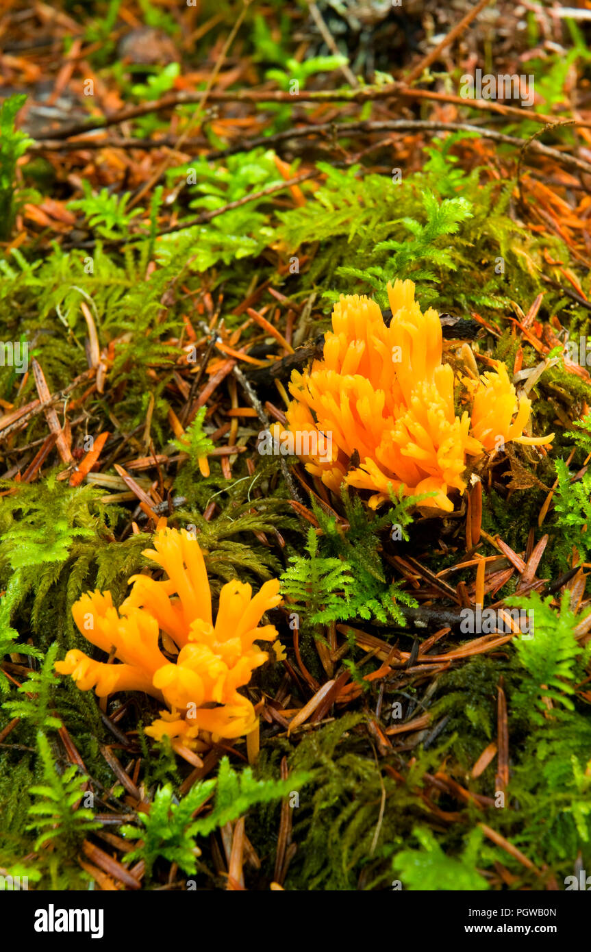 Mushroom, Opal Creek Scenic Recreation Area, Willamette National Forest, Oregon Stock Photo