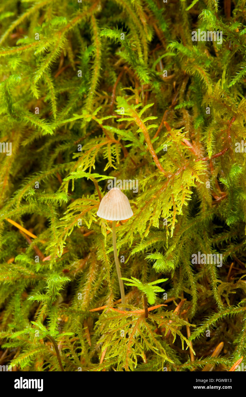 Mushroom, Opal Creek Scenic Recreation Area, Willamette National Forest, Oregon Stock Photo