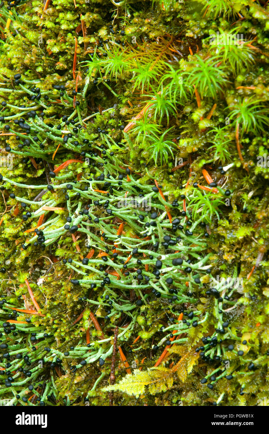 Lichen, Opal Creek Scenic Recreation Area, Willamette National Forest, Oregon Stock Photo