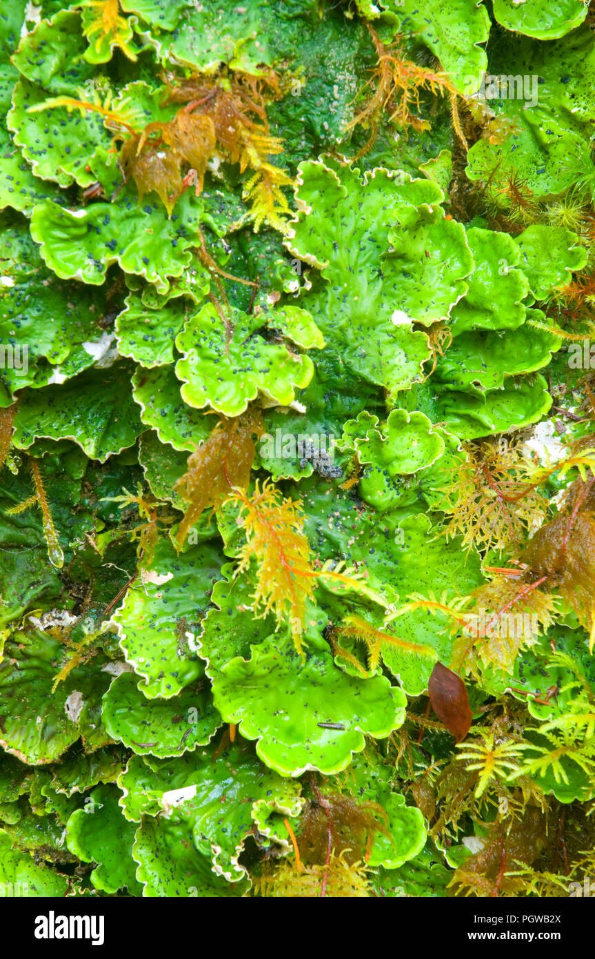 Lettuce lichen, Opal Creek Scenic Recreation Area, Willamette National Forest, Oregon Stock Photo