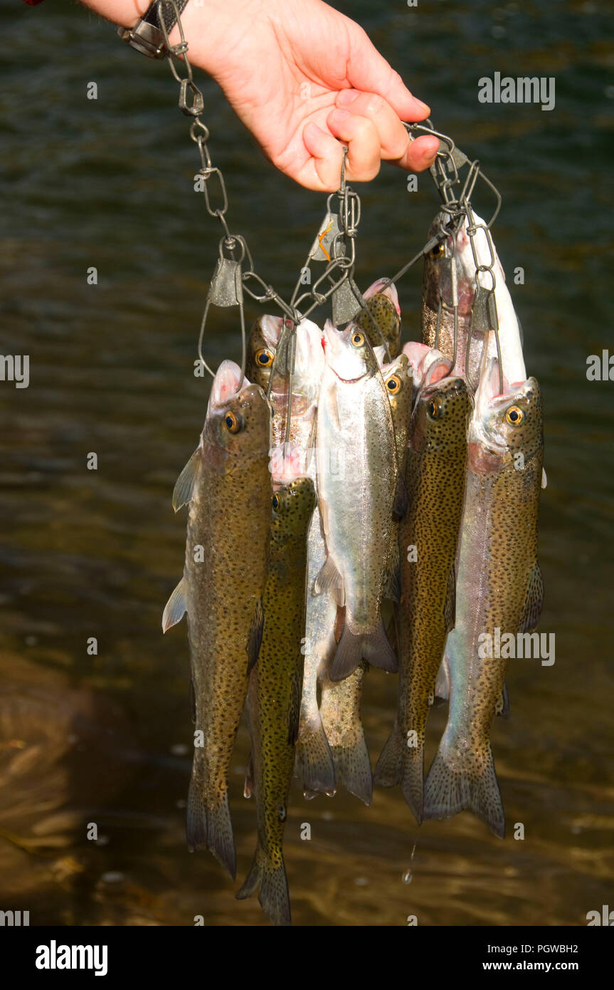 https://c8.alamy.com/comp/PGWBH2/rainbow-trout-stringer-willamette-national-forest-oregon-PGWBH2.jpg