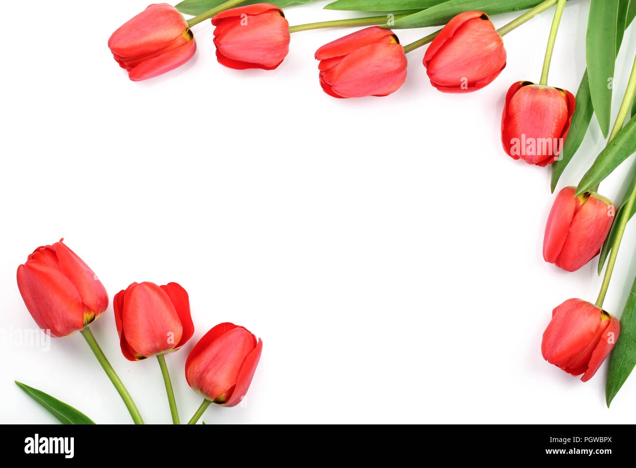 Beautiful red tulips on white background with copy space for text. Top ...